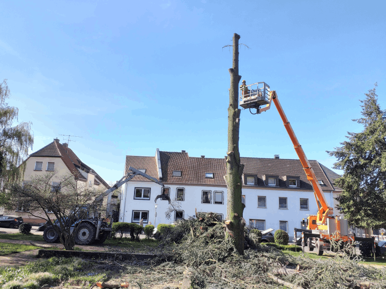 Baum- und Problemfällungen