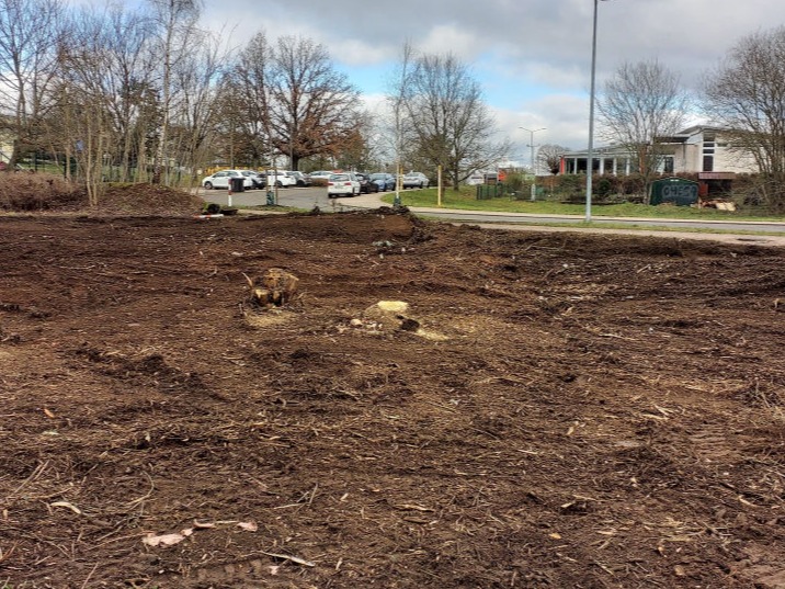 Rodung Baufeldräumung